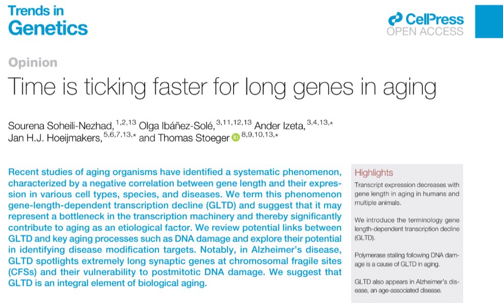 Researchers argue that long #genes age faster -- and this quirk may play a role in how people age. Read more from this Opinion in @TrendsGenetics: cell.com/trends/genetic… @tecnun Ander Izeta, @MolecularGenet3 Jan H.J. Hoeijmakers, @NUFeinbergMed Thomas Stoeger