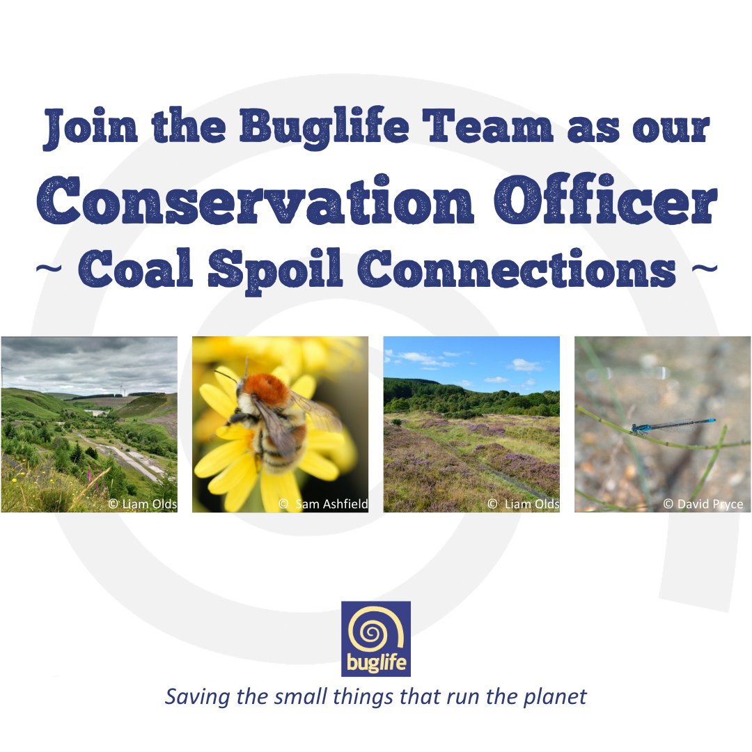 #ICYMI - 🌟Join our team🌟 🪲Could you be our #CoalSpoilConnections Conservation Officer, working across the South Wales Valleys colliery spoil tips? 👇 buglife.org.uk/job/conservati… Not for you? ❤️🔃with your family & friends, to help Wales' invertebrates.  #BuglifeCymru #Wales