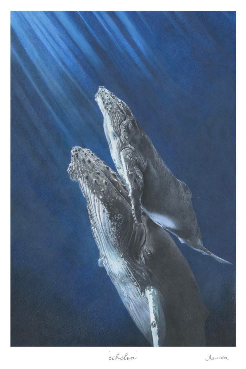 ‘Echelon’ 

This was a piece I just had to create, I wanted drama, colour and love all in one drawing.

A humpback whale and her calf in the Pacific Northwest. 

jessicalennoxart.com