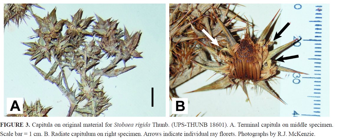 New paper out on the taxonomy of South African Asteraceae in @phytotaxa doi.org/10.11646/phyto…