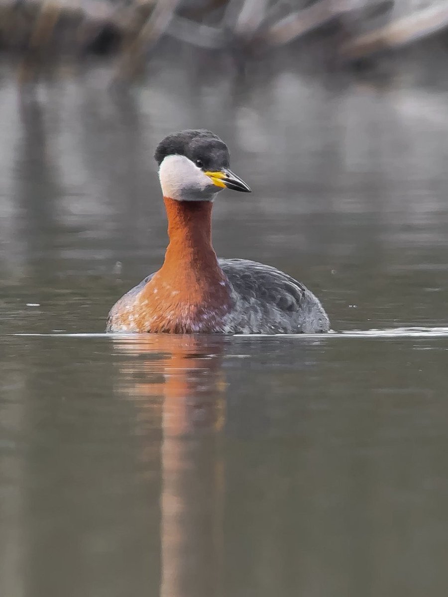 #redneckedgrebe #phonescoping #kowascoping #benrouk #varioadapter #kowa88s #iPhone15ProMax #bbcspringwatch @ChrisGPackham @BBCSpringwatch @NatGeoUK @RareBirdAlertUK @BirdGuides @KowaOptics @Apple