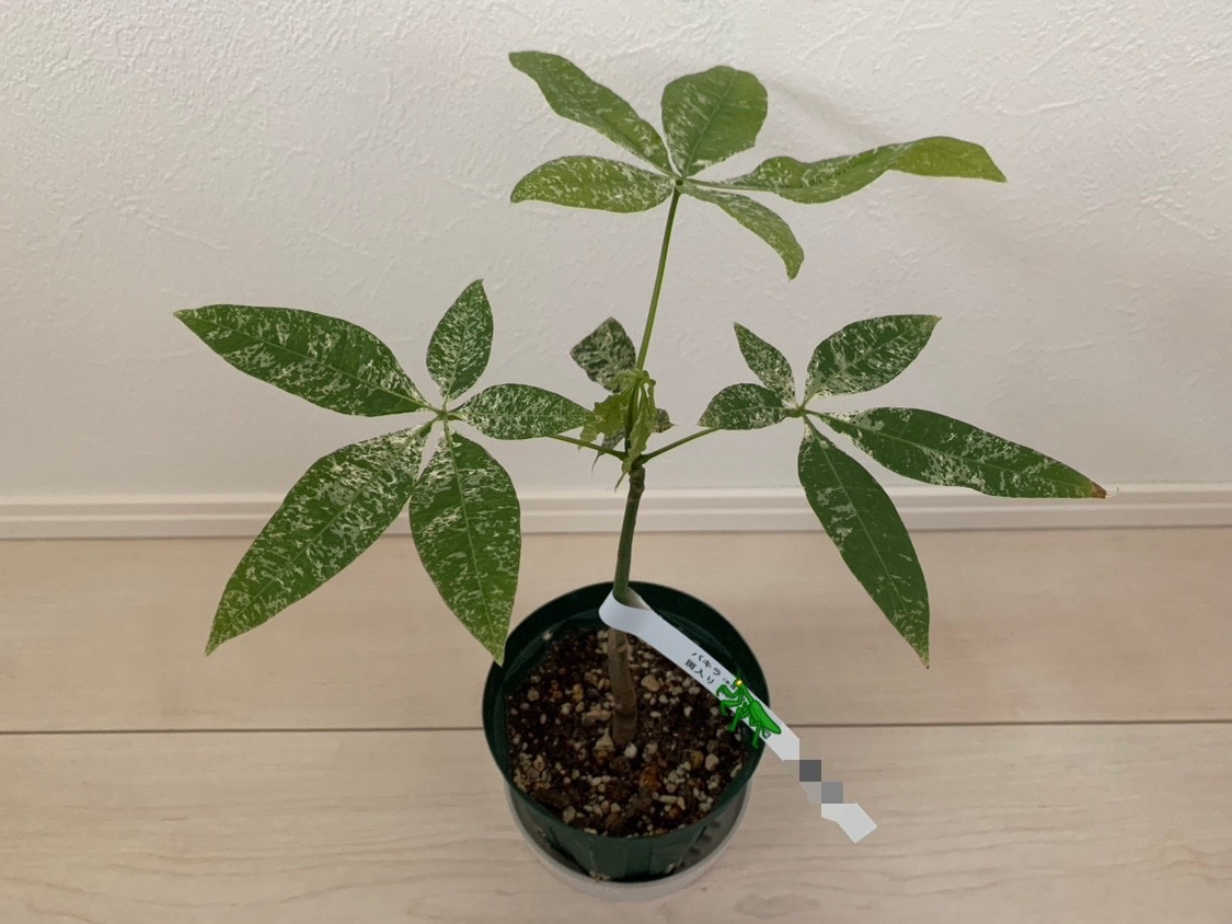 syutarof's tweet photo. #観葉植物 
#パキラ
先週出会ってしまったこのパキラ。「パキラ　斑入り」としか表記は無いけどコレはもしかしたらもしかするんじゃないか？と、つい連れ帰ってしまったが果たして https://t.co/KPdGxxuRKj