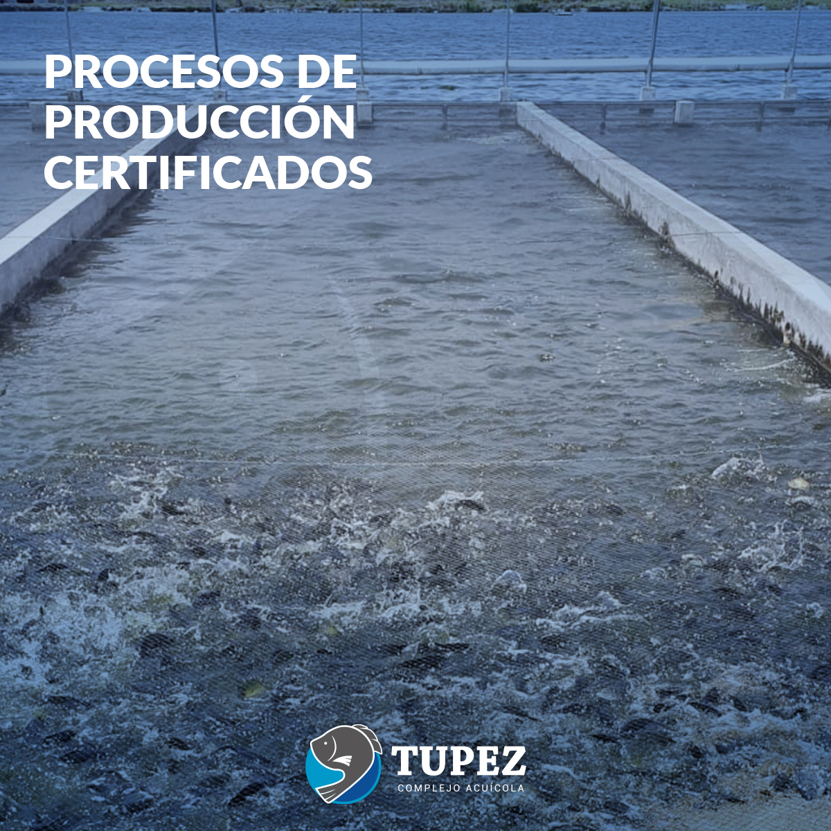 acuicolatupez's tweet photo. Nos enorgullece contar con la certificación en Buenas Prácticas Acuícolas, garantizando así un producto Premium que cumple con los más altos estándares.
#Tupez #Tilapia #Mojarra #RiverBorn #Alevines #ElPescadoFrescoVeracruzano https://t.co/Bz8kpXCOqP