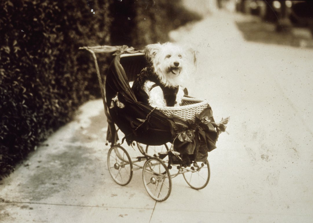 'Dog wearing sweater rides in a pram, Chicago.' Photographed by Jessie Tarbox Beals, 1910.