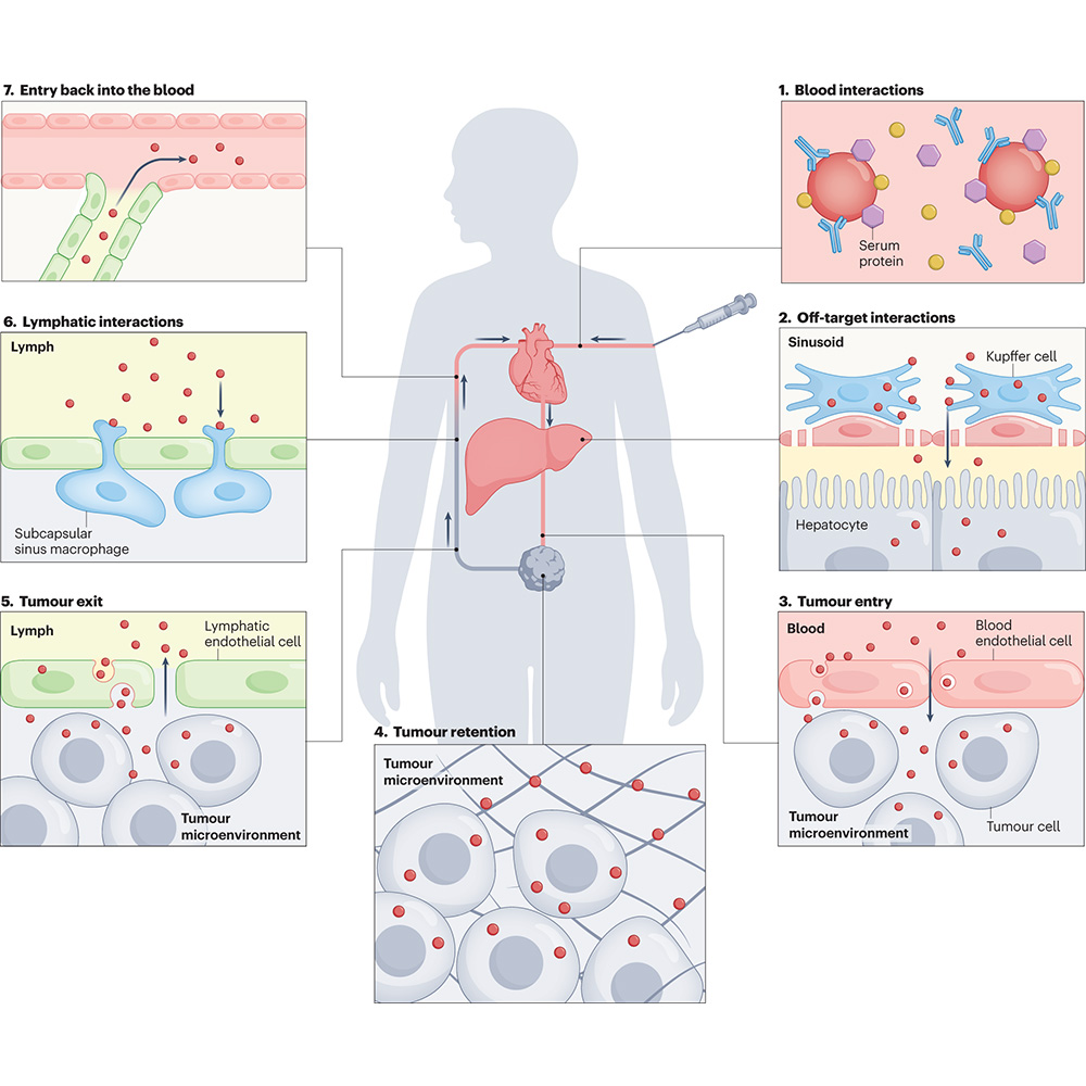 A Review in @natrevbioeng discusses two contrasting nanoparticle delivery mechanisms, the enhanced permeability and retention effect and the active transport and retention principle, and their implications for the design of cancer nanomedicines. 🔒 go.nature.com/3IalYMj