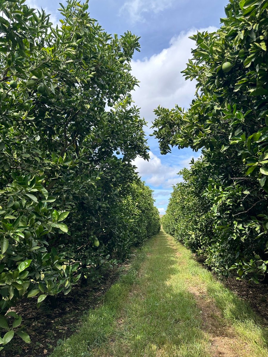 Soon our organic citrus season is about to begin! Are you interested in our citrus offerings or want to set up a regular program? Please do not hesitate to contact our Account Managers at sales@otcorganics.com.  
#organiccitrus #organiclemons #organicoranges #organicgrapefruit