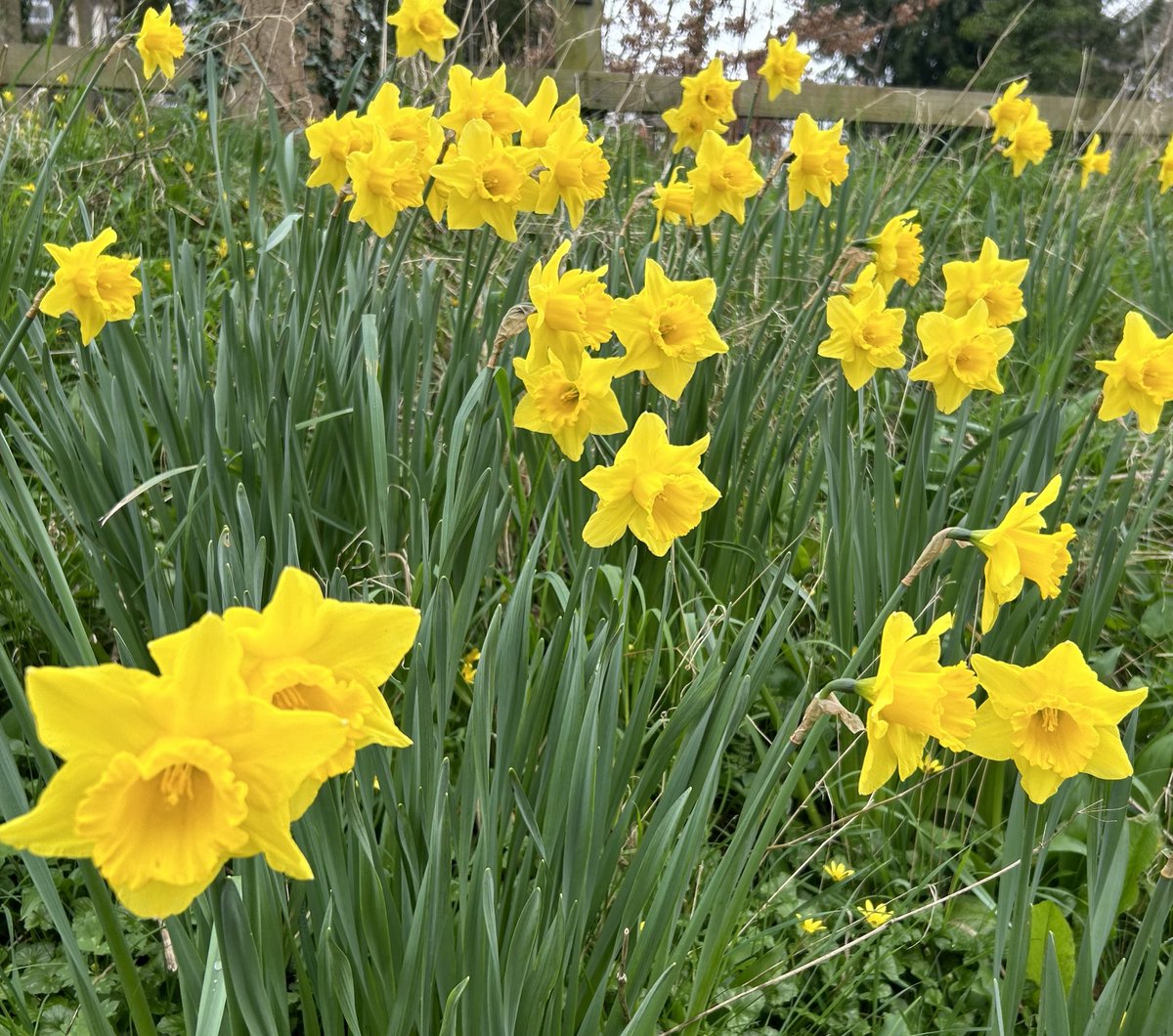 Today’s lunchtime walk was full of yellow… it had to be for <a href="/mariecurieuk/">Marie Curie</a>’s #GoYellowDay! 🌼 Individuals, schools, companies &amp; communities across the UK are wearing &amp; baking yellow today to support the #GreatDaffodilAppeal 💛
<a href="/MarieCurieCymru/">Marie Curie Cymru</a> #Cymru  
mariecurie.org.uk/daffodil