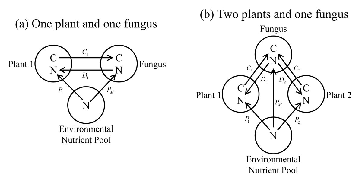 New in @ESAEcology: A mechanistic model could explain the variable evidence for effects of #MycorrhizalFungi on plant diversity, highlighting nutrient extraction & C acquisition in shaping coexistence doi.org/10.1002/ecy.42… Code available at @figshare @Carbon_Cait @doescience