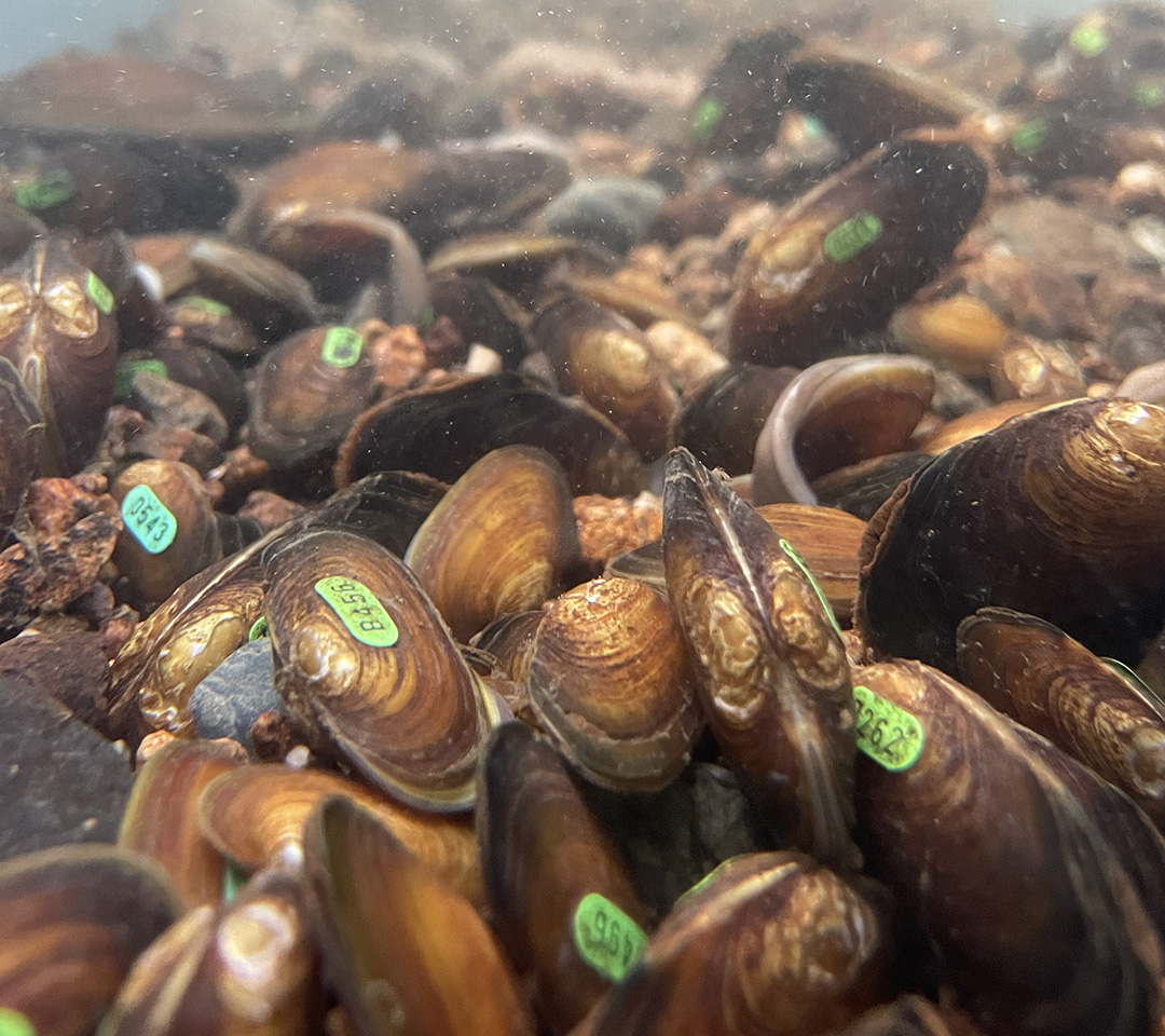 The #RiverKent is home to a small #endangered #mussel population but work by @freshwaterbio and @WestCumbriaRT shows small populations can be saved! We’re applying learning from the authors of this new paper in our @LIFEprogramme 💚 mdpi.com/1424-2818/16/3…