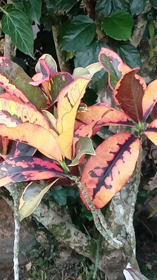 yorisvillasana's tweet image. Buenos días. Hoy comienzan las inscripciones de los candidatos a las elecciones presidenciales. Dios nos guíe a todos.