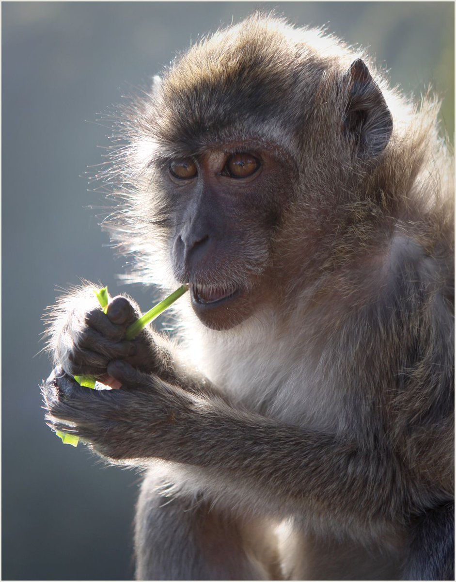 Action4Primates's tweet photo. Breaking News: Proposal to build massive #monkey farm at Le Val, #Mauritius has been blocked by the Ministry of Environment. Hammerhead International was planning to capture thousands of long-tailed macaques to export to testing laboratories. https://t.co/b1qOrV87wi