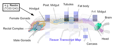 HalbergLab tweet media
