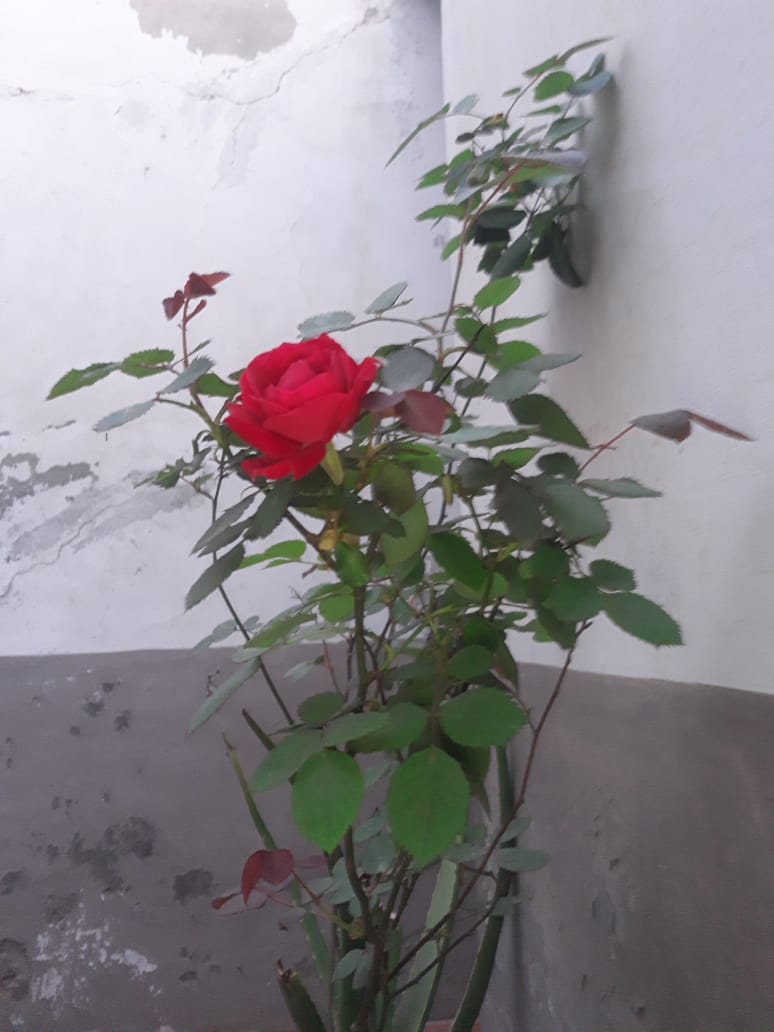 پھول کی پتی سے کٹ سکتا ہے ہیرے کا جگر
مرد ناداں پہ کلام نرم و نازک  بے اسر۔