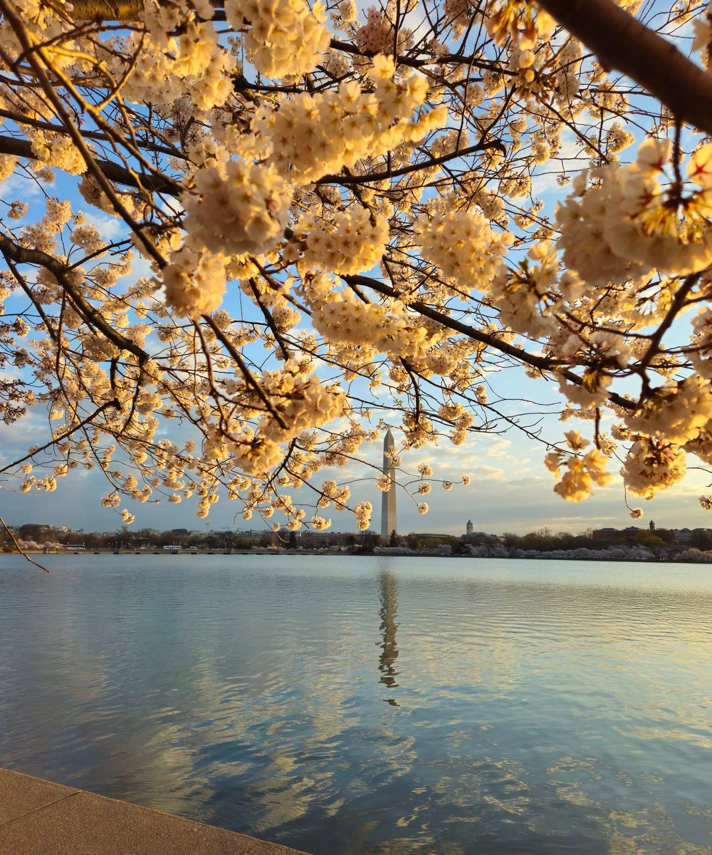 SurferGrl15's tweet image. Reflections 
#WashingtonDC #puddlegram #CherryBlossom #SpringIsHere @useTMX @NationalMallNPS  @capitalweather #Samsung  @AllisonPapson #tidalbasin  @washingtonian @StoryfulNews @Joy7News @Kellye7News  @GMA @spann @JimCantore @weatherchannel @abc7gmw
