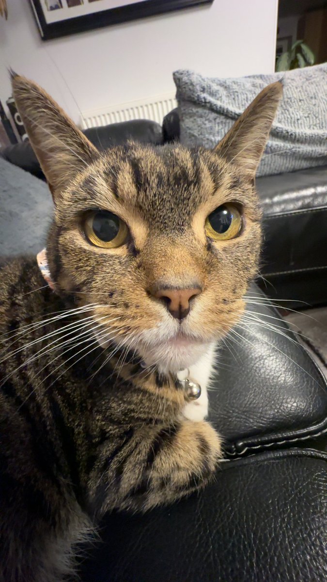 MiahMarriott's tweet photo. @mrjagsters Stewart(axolotl) tiger-Lilly(cat) they are both my babies don’t be too mean Stewart is 2 and tigs is 15(she just had a scare at the vets with her kidneys and might be needed to be put down)🫶 https://t.co/WXC2ond7HE