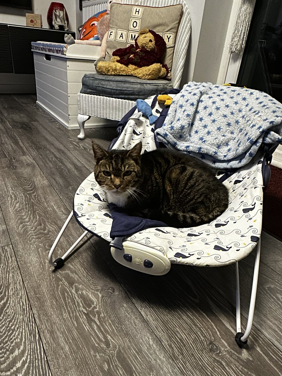 MiahMarriott's tweet photo. @mrjagsters Stewart(axolotl) tiger-Lilly(cat) they are both my babies don’t be too mean Stewart is 2 and tigs is 15(she just had a scare at the vets with her kidneys and might be needed to be put down)🫶 https://t.co/WXC2ond7HE