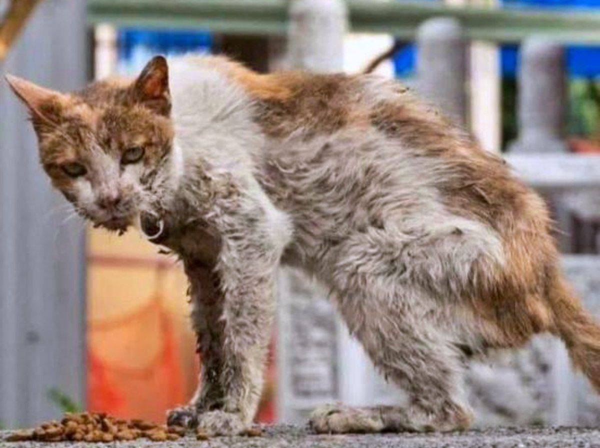 Esta es una información importante de saber el porqué los gatos se ven sucios:

🔺Los gatos pueden resistir el hambre hasta una semana en promedio, pero no más de 2 a 3 días en caso de sed.
🔺Los gatos por costumbre son muy limpios, se acicalan en varias ocasiones al día, si ves