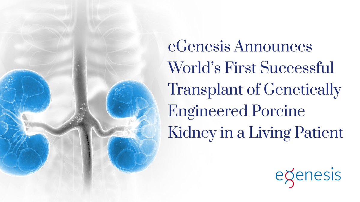 eGenesis (@egenesisbio) on Twitter photo Excited to announce a major medical milestone today with <a href="/MGHSurgery/">Mass General Surgery</a>, as we announced the first ever transplantation of a genetically engineered porcine kidney into a living human recipient. 🧬🧬
Read our release:
shorturl.at/kEGTV Excited to announce a major medical milestone today with <a href="/MGHSurgery/">Mass General Surgery</a>, as we announced the first ever transplantation of a genetically engineered porcine kidney into a living human recipient. 🧬🧬
Read our release:
shorturl.at/kEGTV