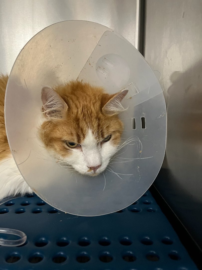 Osai_VT's tweet image. Hey everyone, I don’t usually make posts like this but my cat needs help and I can’t afford it alone. He’s in a vets care at the moment thankfully but the expenses are piling up. There will be a link in the reply. Any little bit helps, thank you all so much.