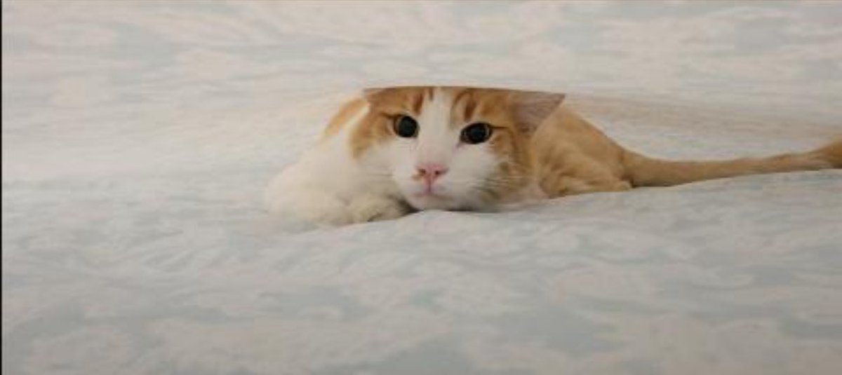 Osai_VT's tweet image. Hey everyone, I don’t usually make posts like this but my cat needs help and I can’t afford it alone. He’s in a vets care at the moment thankfully but the expenses are piling up. There will be a link in the reply. Any little bit helps, thank you all so much.