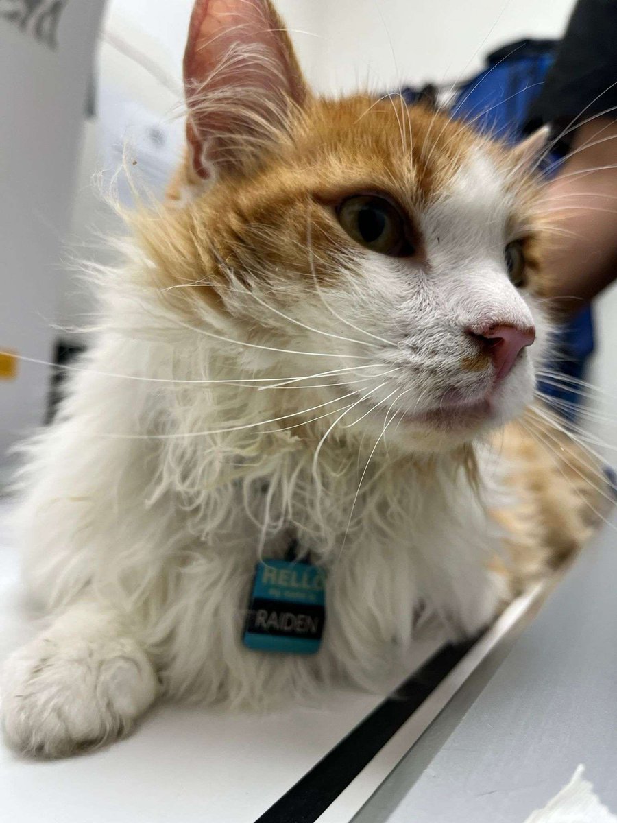 Osai_VT's tweet image. Hey everyone, I don’t usually make posts like this but my cat needs help and I can’t afford it alone. He’s in a vets care at the moment thankfully but the expenses are piling up. There will be a link in the reply. Any little bit helps, thank you all so much.
