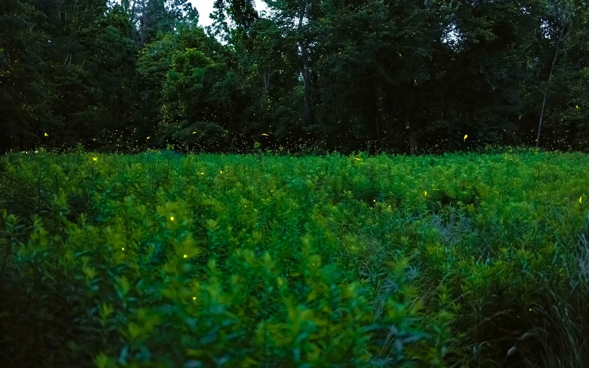 goingtweets's tweet photo. Each year, synchronous fireflies—resembling blinking Christmas lights or a sky full of flickering stars—bathe the US in a mesmerizing twinkle. And Great Smoky Mountains National Park is the epicenter of dramatic displays. Read our guide for how to get in on this year’s lottery. https://t.co/5nI0imypkB