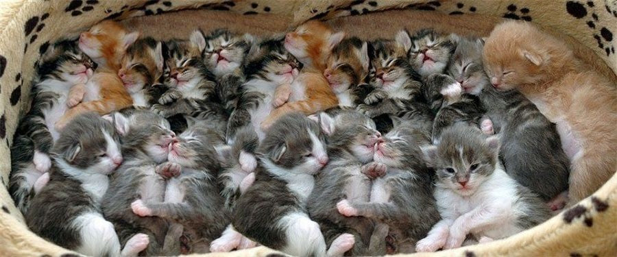 r1999_anything's tweet image. X has found a litter of kittens!