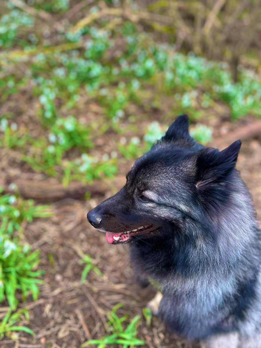 PawSpitzfamily's tweet photo. Take time to stop and smell the flowers 🌼🌸
#flowers #beautiful #spitzfamily #dogsofx #wolfspitz #happydog #spring https://t.co/QUWvLmHpiv