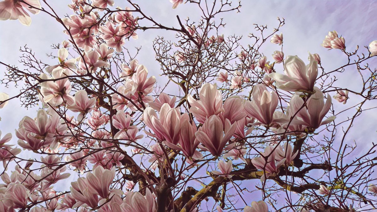 Habt einen schönen #Frühlingsanfang!