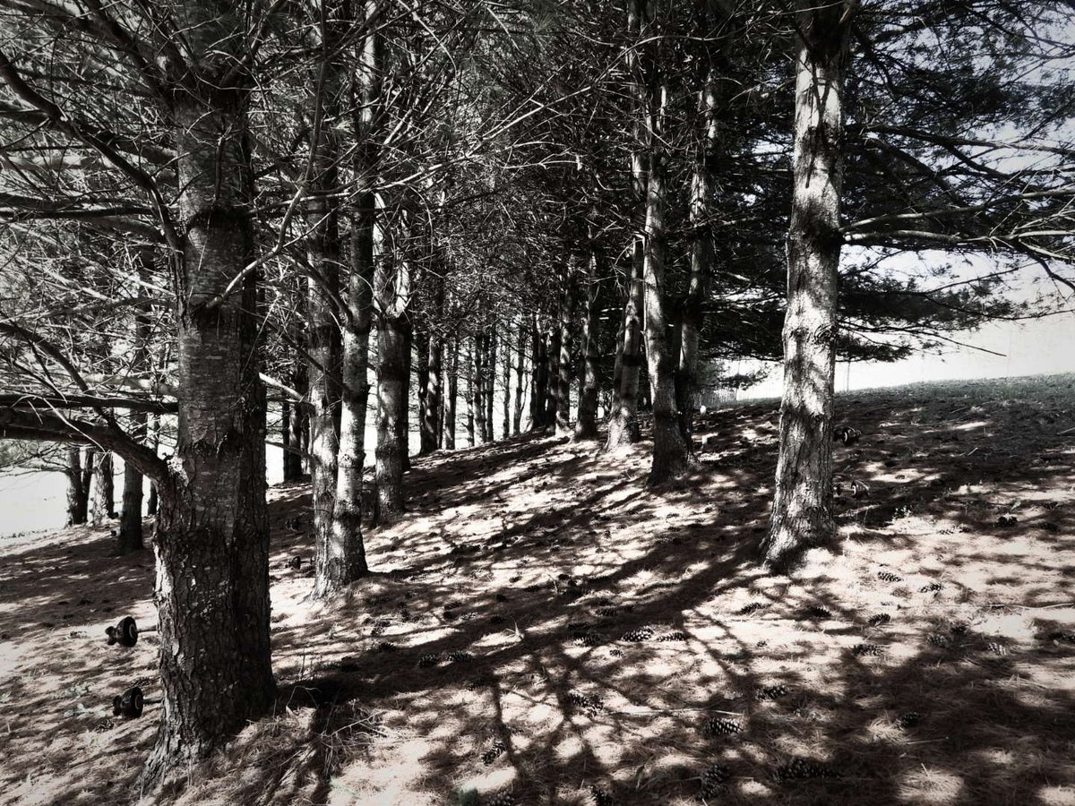 In honor of  #InternationalDayOfForest .* Our pine woods that we planted. 🌲