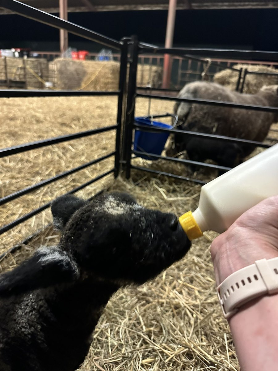 Meet Bob and Carole, sadly mum didn’t make it so they are our first bottle lambs 🥰🥰🥰 they are thriving and loving life and very naughty ☺️☺️☺️ watch out for updates @amblingwarrior @loosecollie @GarethBubb @AdasBlake @FarmersWeekly @wildmanheather