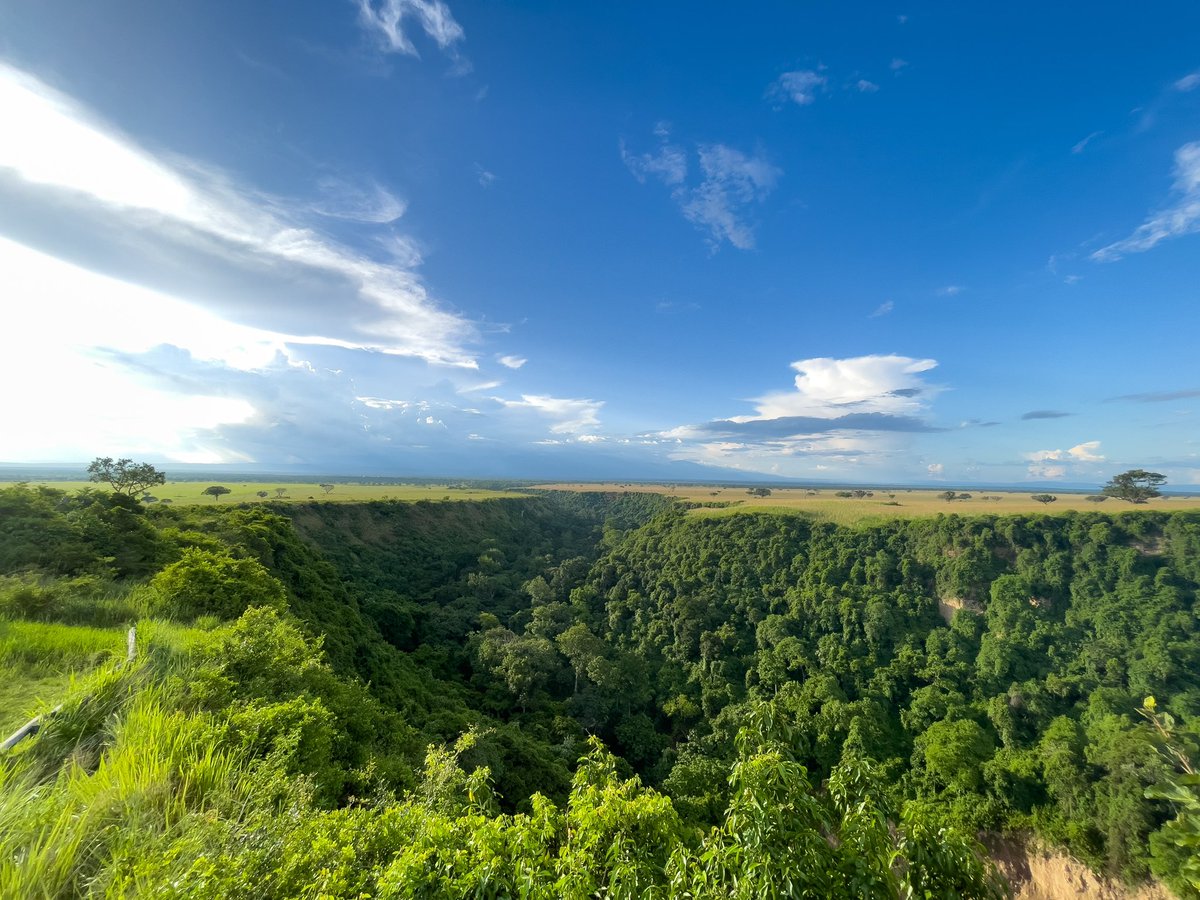 Uganda has many natural forests though on the verge of extinction because of human encroachment. Let us continue our commitment to planting more trees for our survival and that of the several wildlife species that live in these forests. #WorldForestDay2024