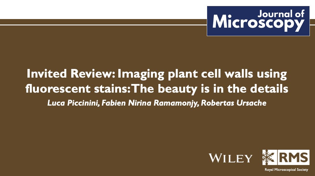 🔬 Have you read this new #OpenAccess Invited Review 'Imaging plant cell walls using fluorescent stains: The beauty is in the details'? The review is free-to-view here > onlinelibrary.wiley.com/doi/10.1111/jm… @RoyalMicroSoc @RMS_EarlyCareer @michellepeckham