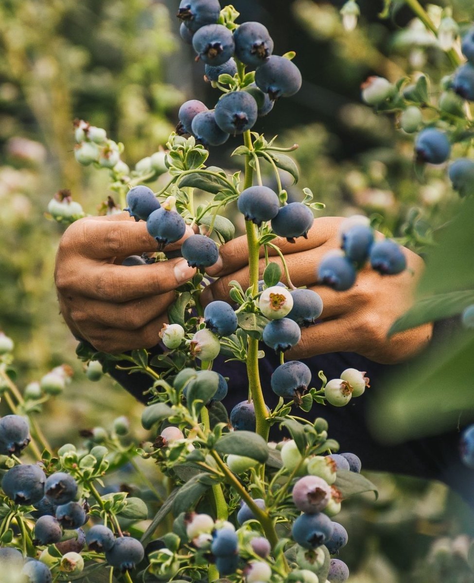 It's #FarmworkerAwarenessWeek! At #CCOF, we stand in solidarity with the hardworking individuals who cultivate our food with care & dedication. Let's raise awareness & appreciation for their invaluable contributions to our agricultural community. 🌱👩‍🌾👨‍🌾 📷: @driscollsberry