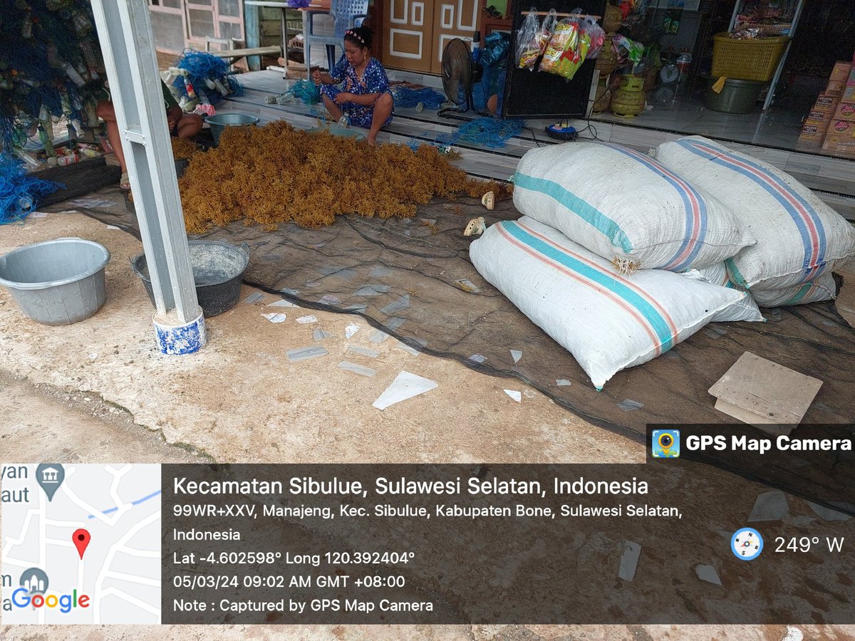 MSyafruddin15's tweet photo. Selasa (5/3/2024), M. Syafruddin, Luhkan Kab. Bone, Ambosakka 
di Pokdakan pakkamase Ds Manajeng, mendampingi Panen 
Rumput laut pantai, Long line, sebanyak 900 kg, 
luas perairan laut 3000 m2, bobot panen 1000 gr, harga rp 5000/kg Basah

#GiatLuhkanSatminkalMaros #Bone#Panen https://t.co/sZFhYpdDqY