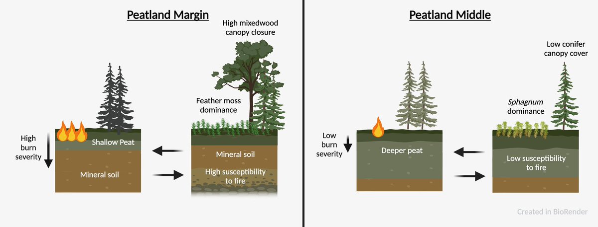 New paper with Kristyn Mayner, Paul Moore, @peatofmind, and @SuperMossSophie is out!

We explored post-wildfire vegetation recovery in peatland middles and margins, with implications for wildfire vulnerability and carbon storage.
#PeatPaper #PeatTwitter

doi.org/10.1007/s13157…