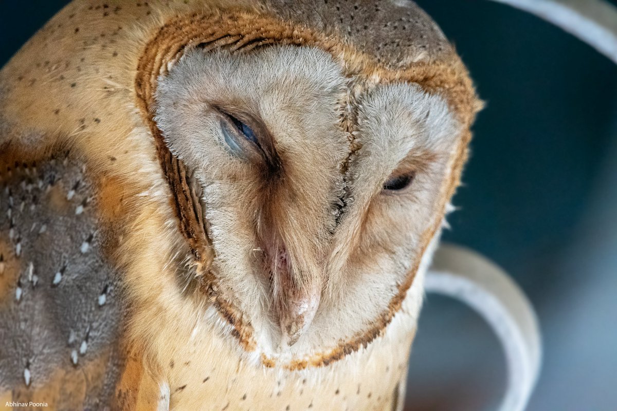 Barn Owl 

#dailypic #IndiAves #TwitterNatureCommunity #birdwatching #ThePhotoHour #BBCWildlifePOTD #natgeoindia  #barnowl #owl #owls  #owllover #birds #owllove #nature #bird #owlobsession #owllovers #owlart #wildlife #owleyes #owlphotography #birdofprey #screechowl