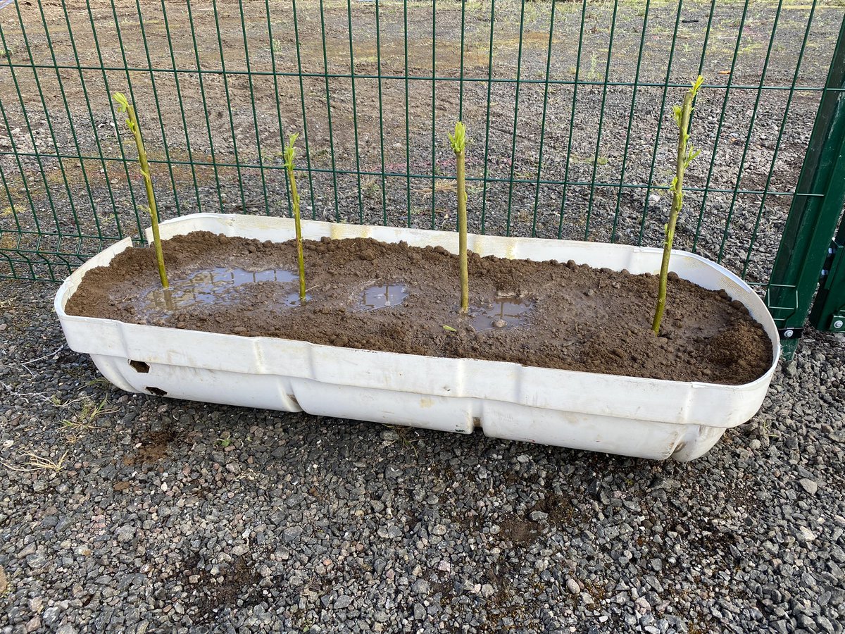 Our willow planted in a @survitec lift raft case, kindly donated along with some other stuff for the site #thanksguys #liferaftsforpeopleandplanet #togetherwesail