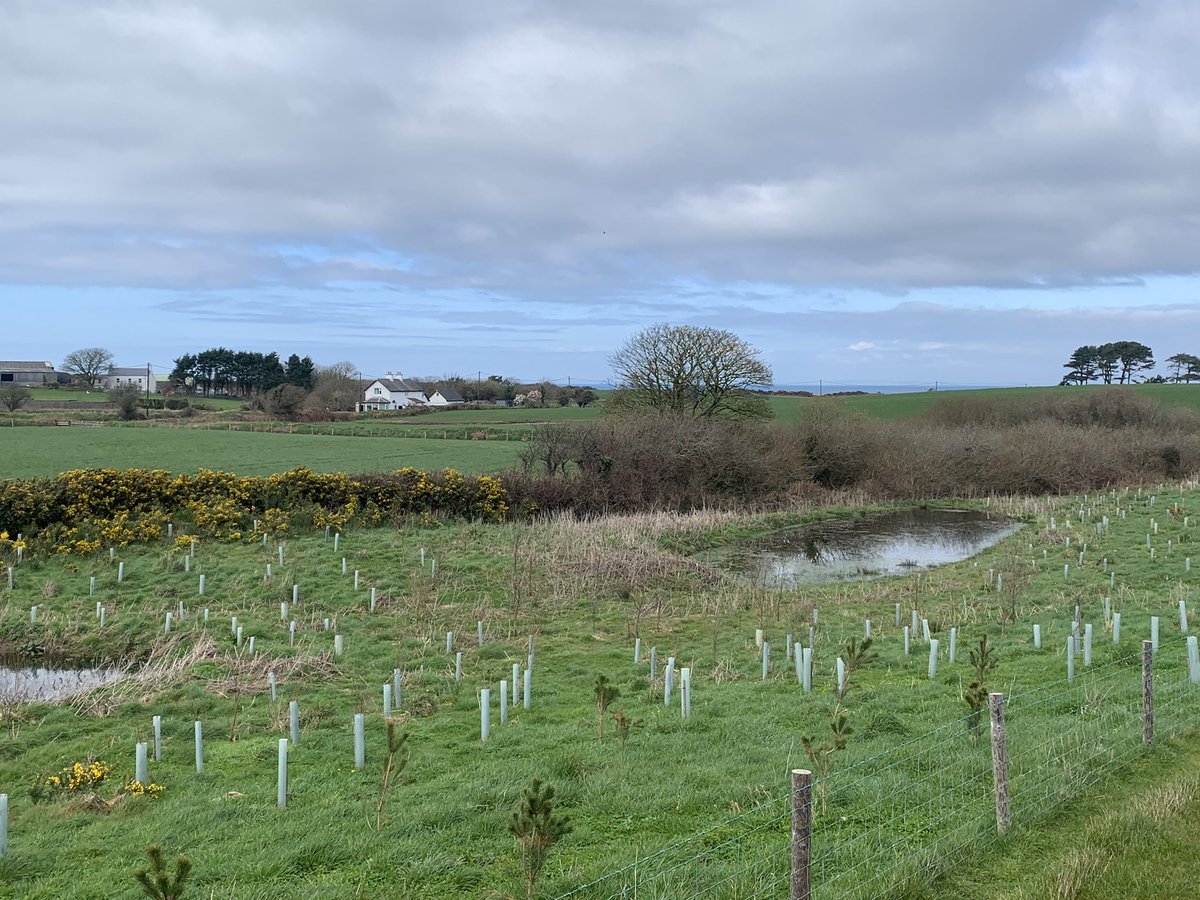 Rewarding visit to Smeale y’day with @BiosphereIOM. Pleasing to see their new dubs 2yr on from creation attracting Mallard, Moorhen & Teal. The IOM’s 🇮🇲1st Skylark Plots in winter barley & wheat are ready for prospective occupants! Productive agriculture & wildlife side by side👌