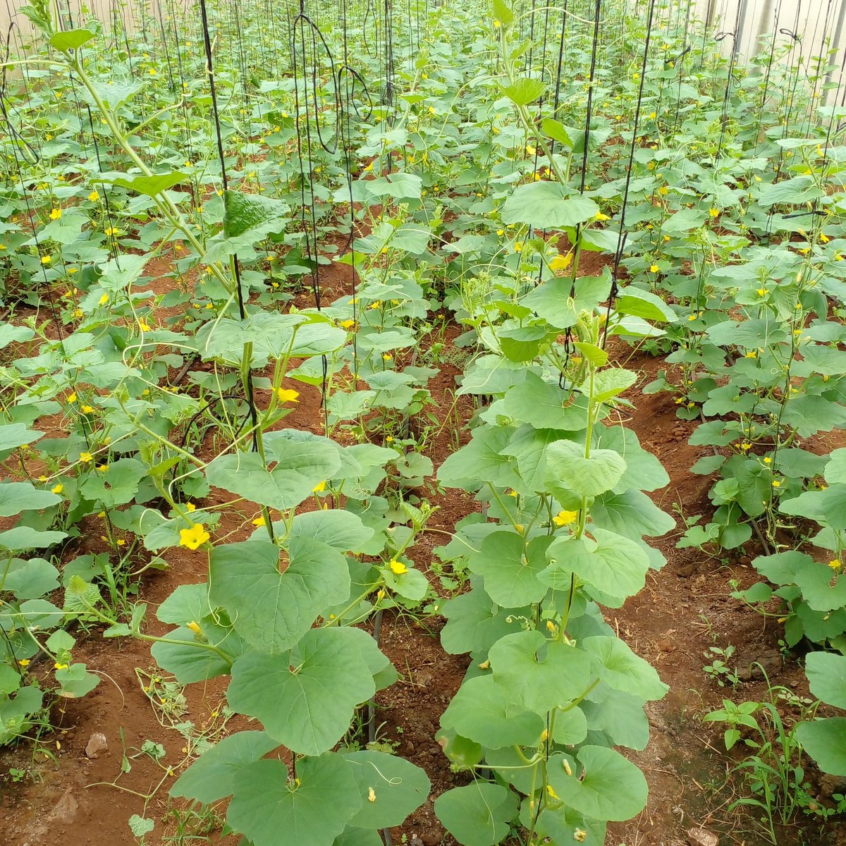 olvarislasway's tweet photo. "Agriculture is our Wisest Pursuit"

Kama unapenda kilimo like na retweet
@Agricskillstz 
Dada @DorothNengai nipe marks mwanafunzi wako.
#Sweetmelon https://t.co/HO73yJpDCr