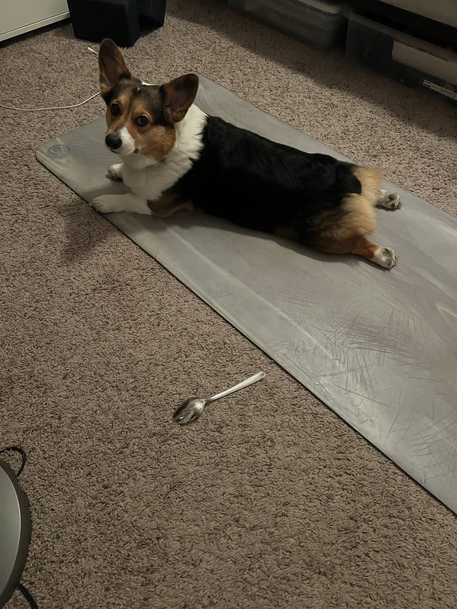 ceedeethecorgi's tweet photo. Getting my morning stretches in 🧘🏼‍♀️ https://t.co/Zl43wNYBxU