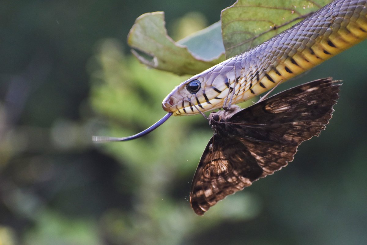 #Worldstorytellingday encourages the sharing of #stories in various forms:

The theme 'Building Bridges'. #Owlmoth VS #Ratsnake

@pargaien @UKNikon #indiaves @Natures_Voice #ThePhotoHour #BBCWildlifePOTD @AnimalPlanet @DiscoverKorea_ @WildlifeMag @NikonUSA @natgeoindia @BBCEarth