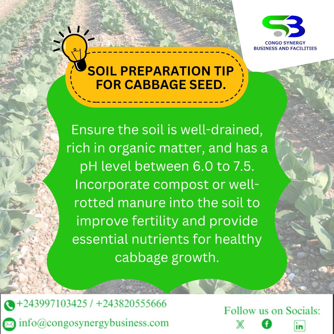 congosynergy's tweet photo. Soil preparation tip for #Cabbageseeds. https://t.co/RHtJNhTSLH