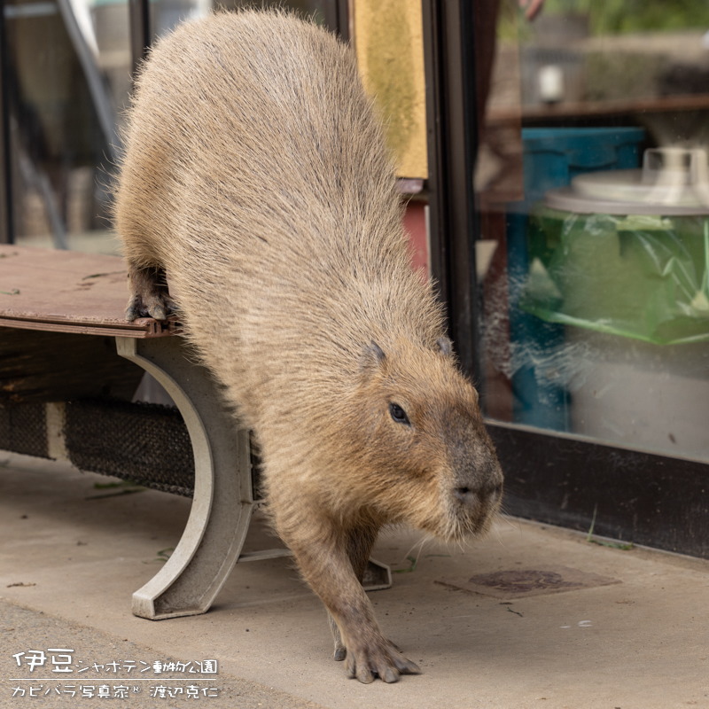 おはようございます。 #カピバラ #水豚 #capybara #おはよう