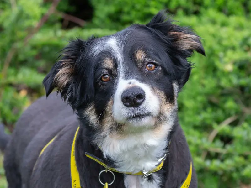 Beautiful Tess is searching for her #SpecialSomeone 💛 Find out more : dogstrust.org.uk/rehoming/dogs/… #DogsTrust #AdoptDontShop #DogsTrustLoughborough