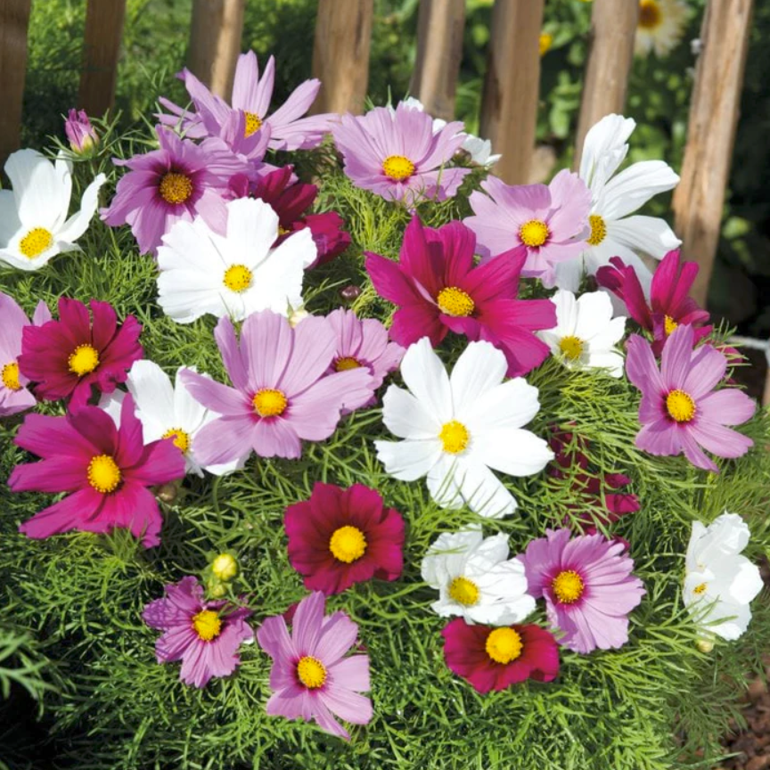Mr Fothergills Seeds tweet media