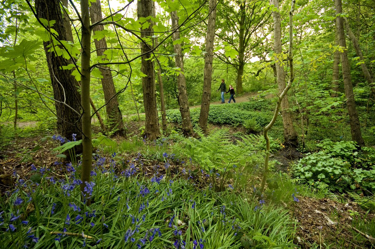 England's Community Forests tweet media