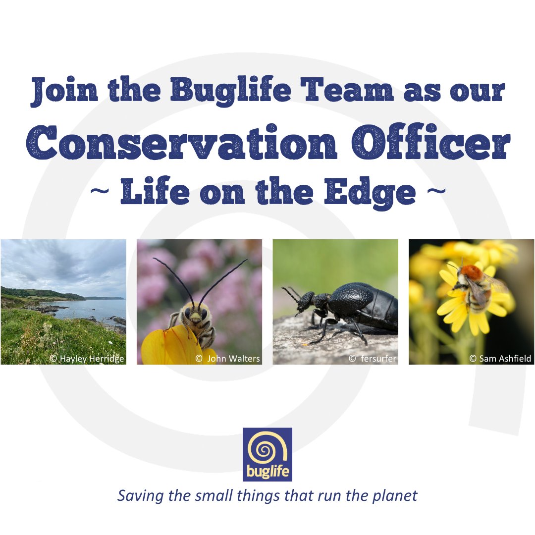 Buzz_dont_tweet's tweet image. ⭐Join our team!⭐

Could you be our species conservation &amp;amp; habitat restoration #ecologist working on the #LifeOnTheEdge partnership project?
👇
buglife.org.uk/job/conservati…

Not for you? ❤️🔃 with your family &amp;amp; friends, to help #Devon's invertebrates.

#ConservationCareers #LotE