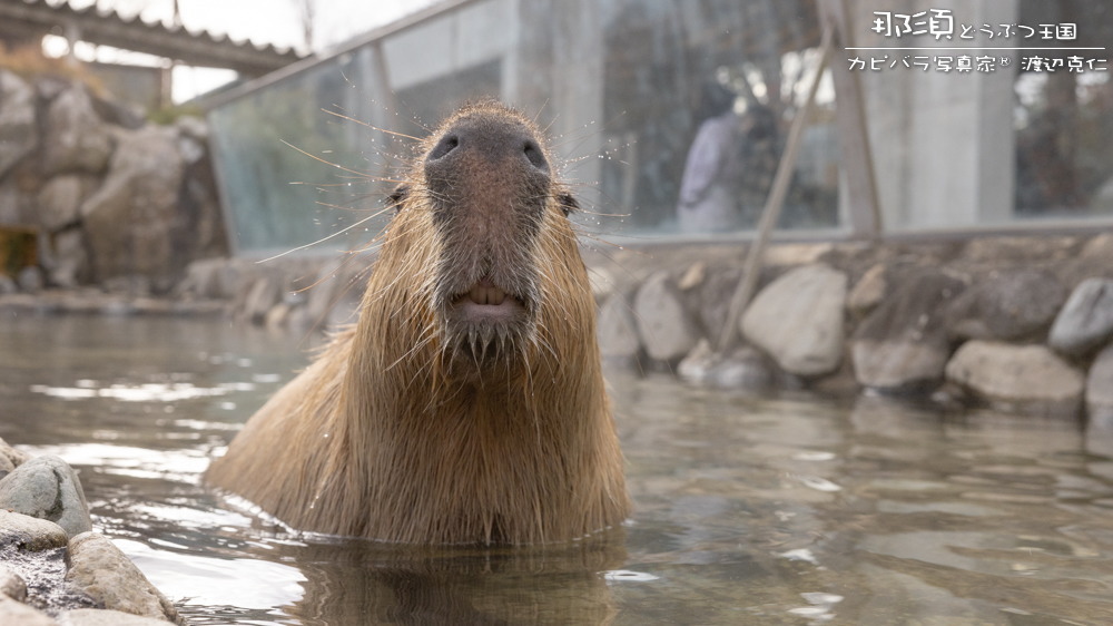 おはようございます。 #カピバラ #水豚 #capybara #おはよう