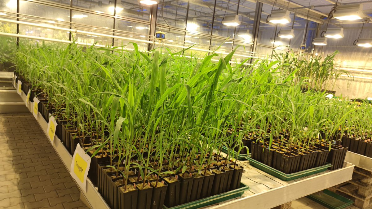 Scientists from @UniBonn and @LeibnizIPK discovered that besides the properties of the soil also the genetic make-up of the plant contribute to which microbes are to be found on maize roots. Results in @NaturePlants. ➡️PM: tinyurl.com/5hynyxkn ➡️Paper: tinyurl.com/yc343fww